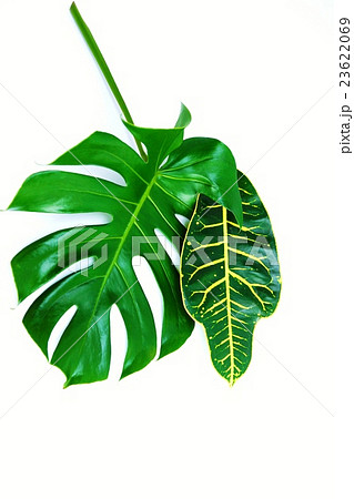 葉の背景素材・モンステラと広葉クロトンの葉1葉ずつ下向き・白バック縦位置 葉の背景素材・モンステラと広葉クロトンの葉1葉ずつ下向き・白バック縦位置 23622069