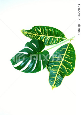 葉の背景素材・モンステラの葉1葉と広葉クロトンの葉2葉・白バック縦位置 葉の背景素材・モンステラの葉1葉と広葉クロトンの葉2葉・白バック縦位置 23622073