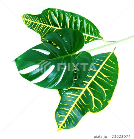 葉の背景素材・モンステラの葉1葉と広葉クロトンの葉2葉・白バック正方形 葉の背景素材・モンステラの葉1葉と広葉クロトンの葉2葉・白バック正方形 23622074