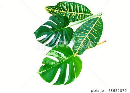 葉の背景素材・モンステラの葉と斑入りモンステラの葉1葉ずつと広葉クロトンの葉2葉・白バック横位置 葉の背景素材・モンステラの葉と斑入りモンステラの葉1葉ずつと広葉クロトンの葉2葉・白バック横位置 23622076