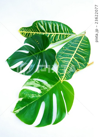 葉の背景素材・モンステラの葉と斑入りモンステラの葉1葉ずつと広葉クロトンの葉2葉・白バック縦位置 23622077
