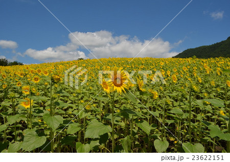 ひまわり畑 23622151