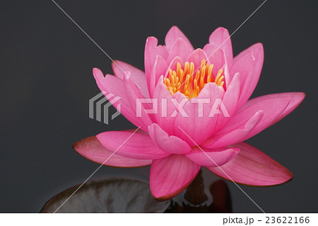 水連（ピンク） 23622166