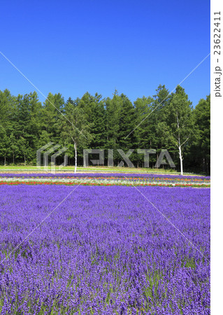 北海道 中富良野町 彩香の里ラベンダー園の写真素材