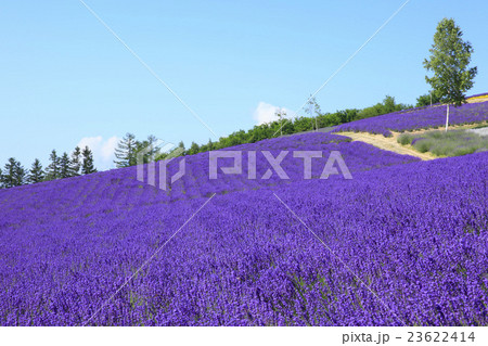 北海道　中富良野町　彩香の里ラベンダー園 23622414