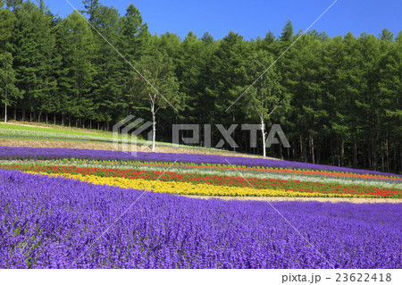 北海道 中富良野町 彩香の里ラベンダー園 北海道 中富良野町 彩香の里ラベンダー園 23622418