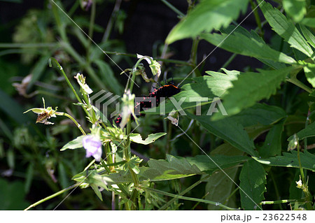 黒にオレンジ色が毒々しい ツマグロヒョウモンの幼虫 3 の写真素材 黒にオレンジ色が毒々しい ツマグロヒョウモンの幼虫 3 の写真素材