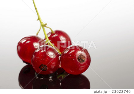 Branch of red currants 23622746