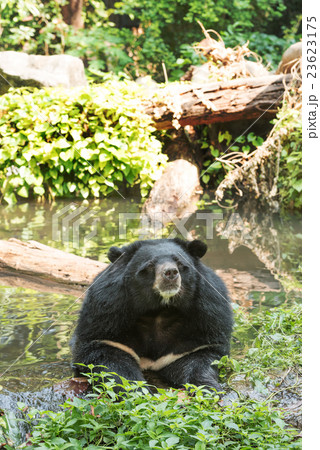 Asiatic black bear in water 23623175