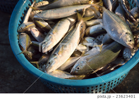 Small fish in wicker basket 23623401