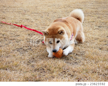 ボール遊びする柴犬マコ 23623592