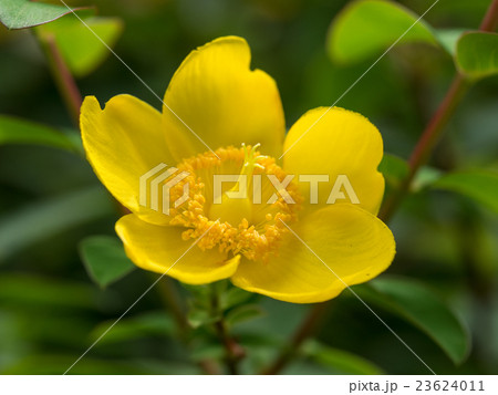 鮮やかな黄色の大輪金糸梅 23624011