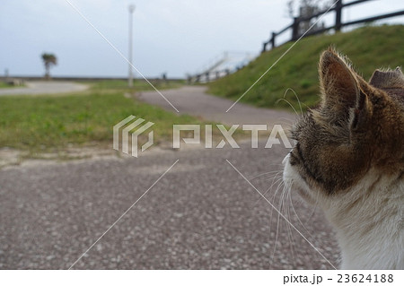 南ぬ浜町の猫の横顔。沖縄県石垣市 南ぬ浜町の猫の横顔。沖縄県石垣市 23624188