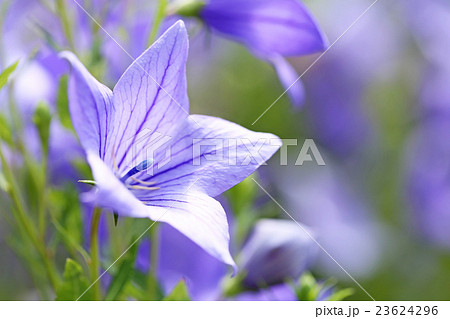 キキョウ 23624296