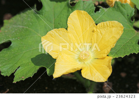 トウガン 花 トウガン 花 23624323