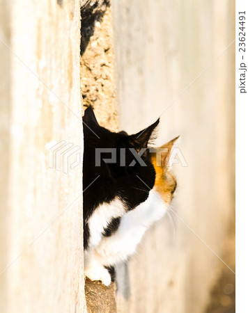Cats 23624491