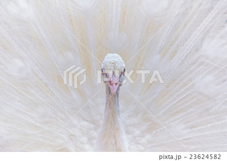 Portrait of White Peacock 23624582