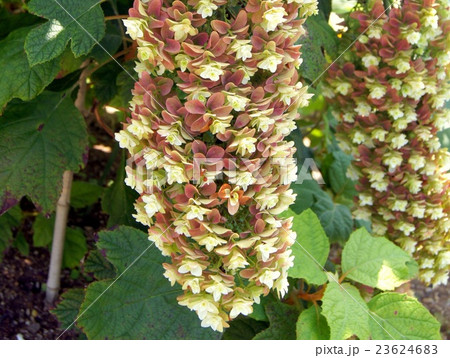 紅葉するカシワバアジサイ 23624683