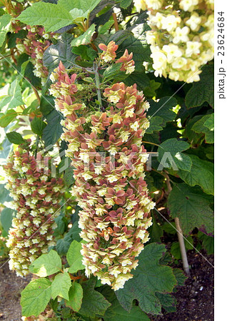 紅葉するカシワバアジサイ 紅葉するカシワバアジサイ 23624684
