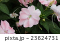 サンパチェンスの花　ピンク 23624731