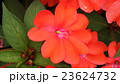 サンパチェンス　オレンジ 23624732