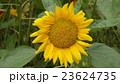 ひまわり 23624735