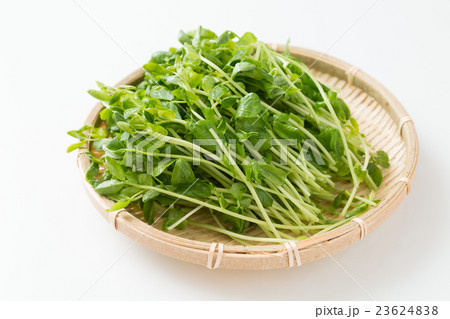 豆苗 白バック 豆苗 白バック 23624838
