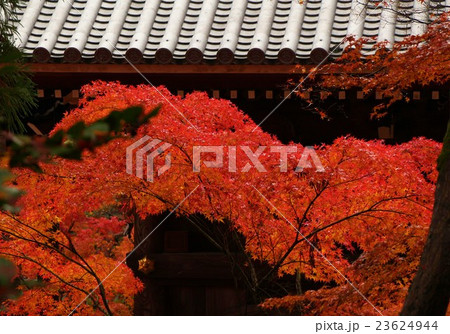 南禅寺の紅葉 23624944