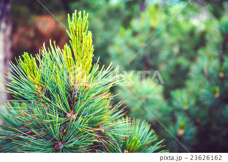 The young green branch of the fir tree. Kamchatka 23626162
