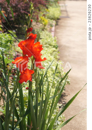 グラジオラス 23626230