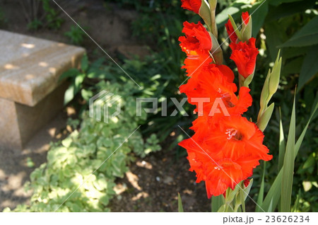 グラジオラス グラジオラス 23626234