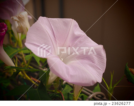 偽柿色のアサガオ　 23626277