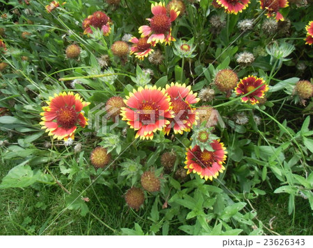 黄色と赤い色の花ガイラルディア 黄色と赤い色の花ガイラルディア 23626343
