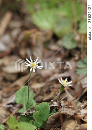 センボンヤリ 23626424