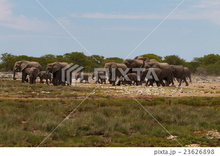 Herd of elephants 23626898