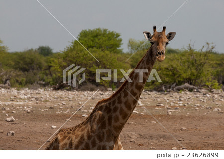 Giraffe Giraffe 23626899
