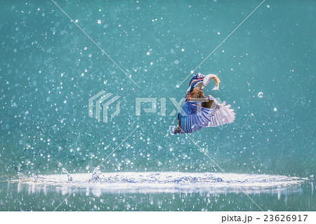 Common Kingfisher Alcedo atthis Common Kingfisher Alcedo atthis 23626917