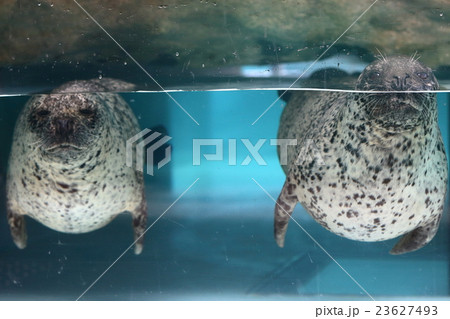 ぷかぷかあざらしさん 23627493