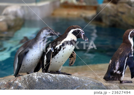 なにか見つけたの？ 23627494