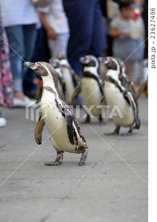 ペンギンパレードin城崎マリンワールド ペンギンパレードin城崎マリンワールド 23627496