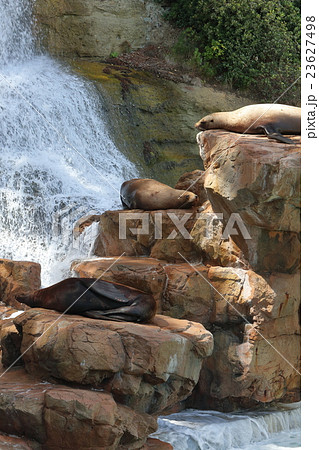 日光浴 岩場での寛ぎ 日光浴 岩場での寛ぎ 23627498