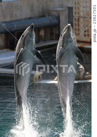 ツインイルカショー 23627501