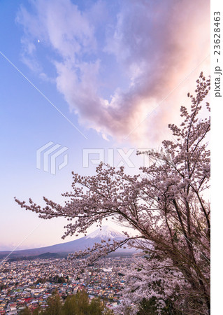 夕暮れの富士山と満開の桜 23628463