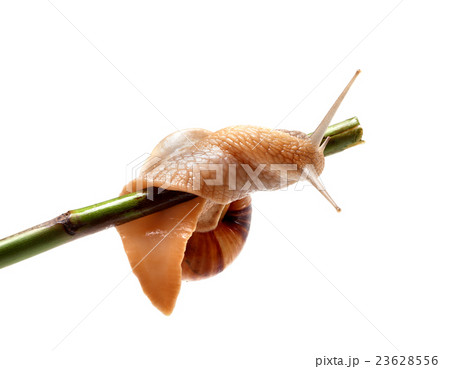 Snail crawling on the stem Snail crawling on the stem 23628556