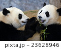 ふたごぱんだ 23628946