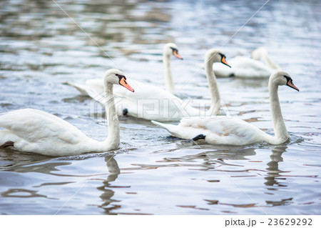 Beautiful swans in Prague river Vltava and Charles 23629292