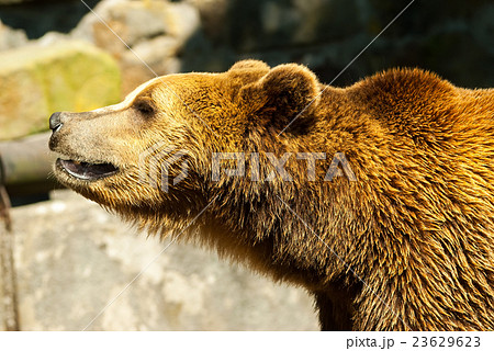 brown bear in summer day brown bear in summer day 23629623