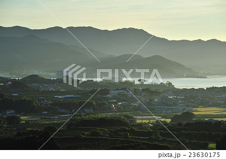 奥浜名湖　朝靄のみかん畑 23630175