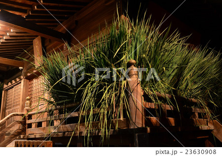 茅の輪潜り・ちのわくぐりの為に神社に用意された茅の葉 茅の輪潜り・ちのわくぐりの為に神社に用意された茅の葉 23630908