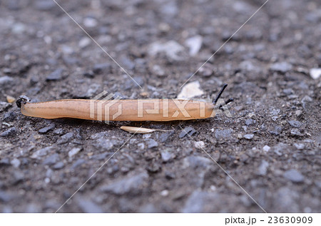 イボイボナメクジ・疣疣蛞蝓 23630909